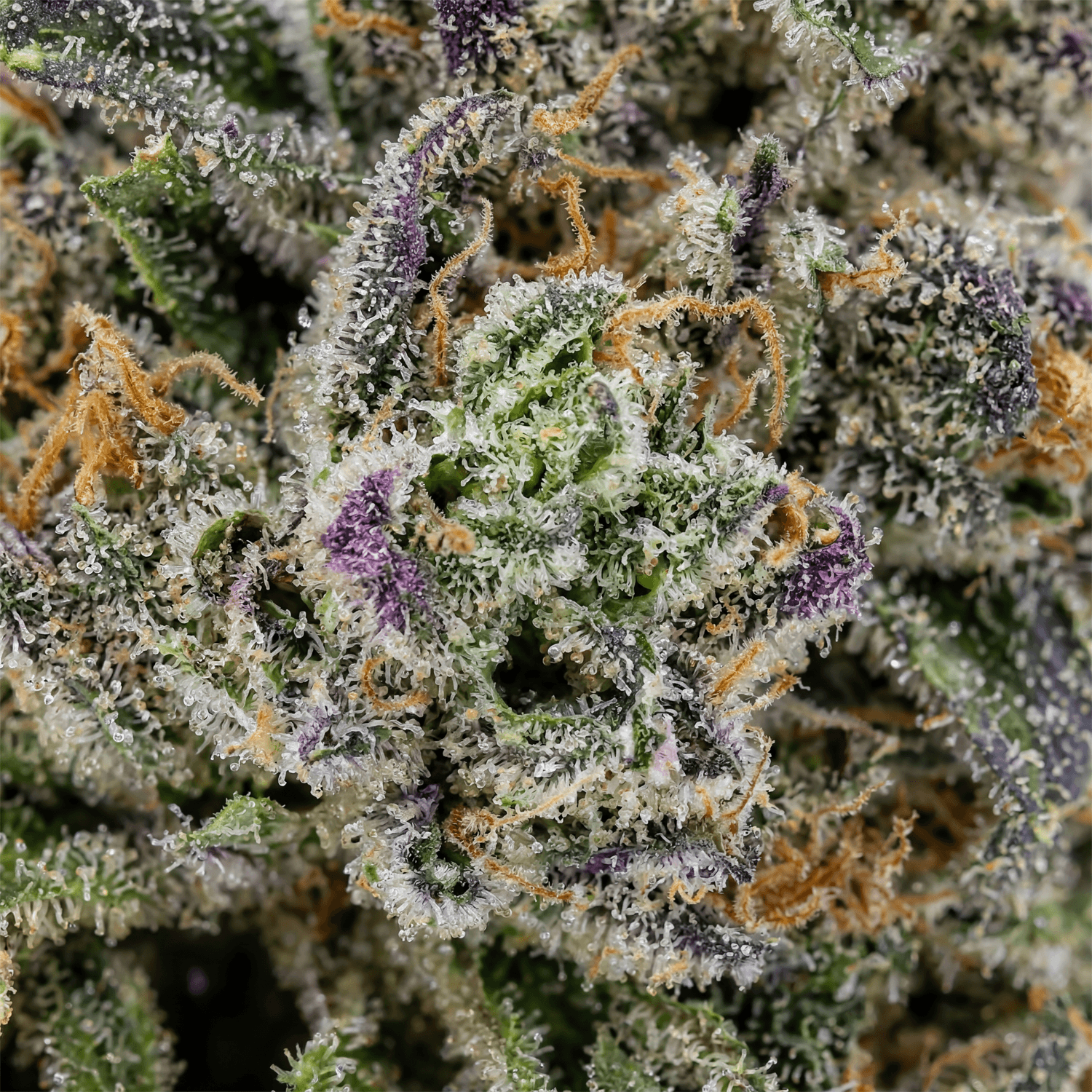 Strawberry Icecake CBD Flower
