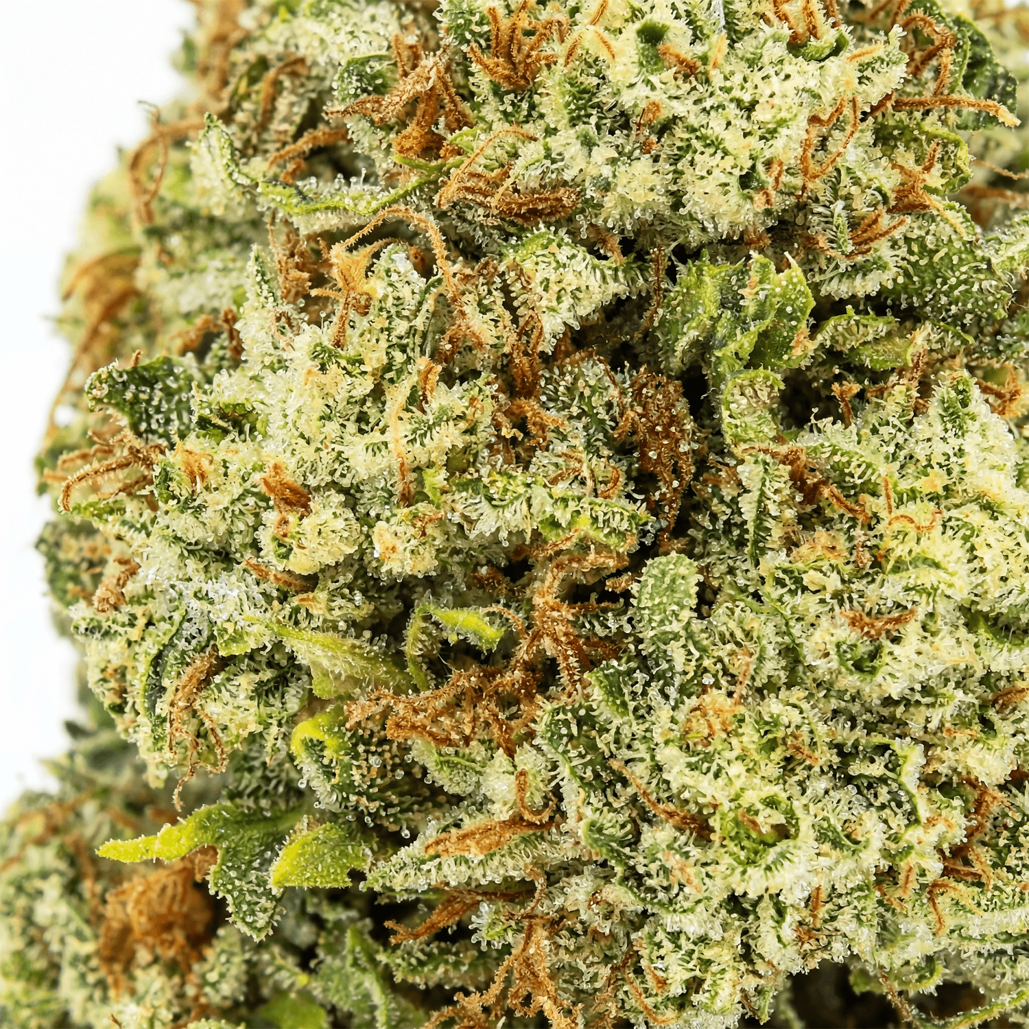 Blueberry blizard CBD Flower